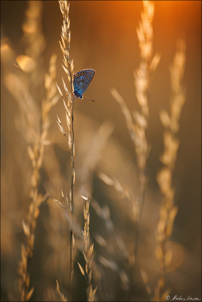 Bläuling sitzt im warmen Abendlicht im Trockengras
