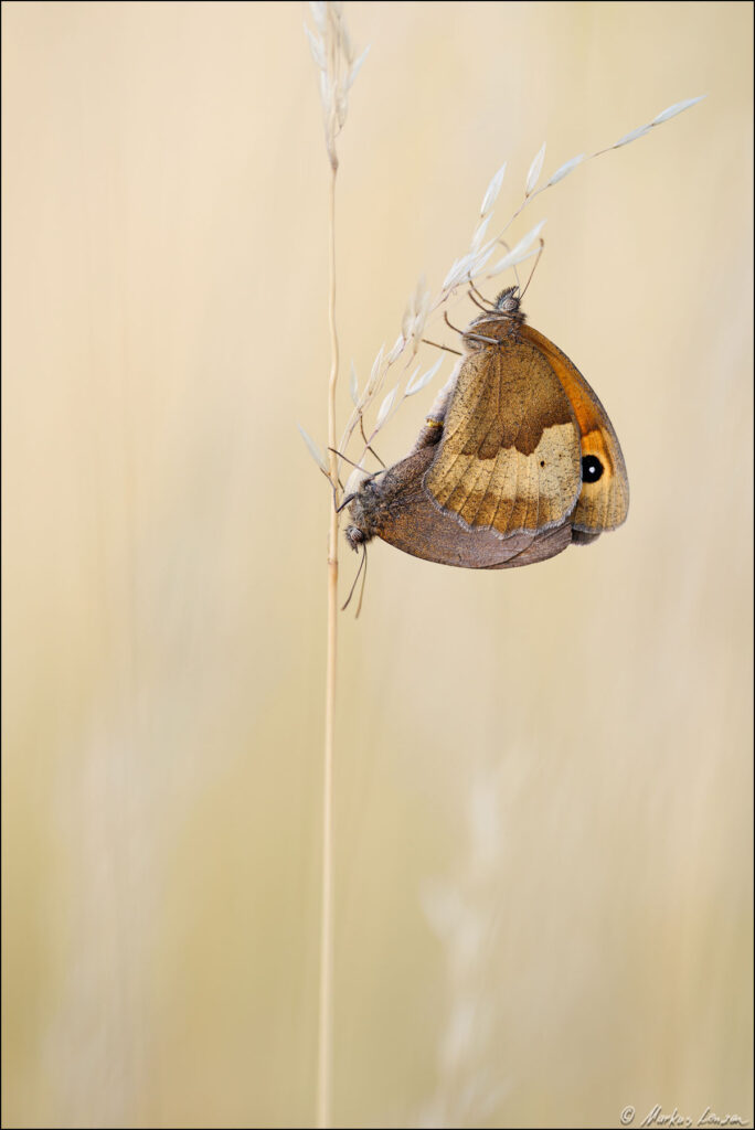 Zwei Große Ochsenauge Schmetterlinge bei der Paarung an einem Trockengras