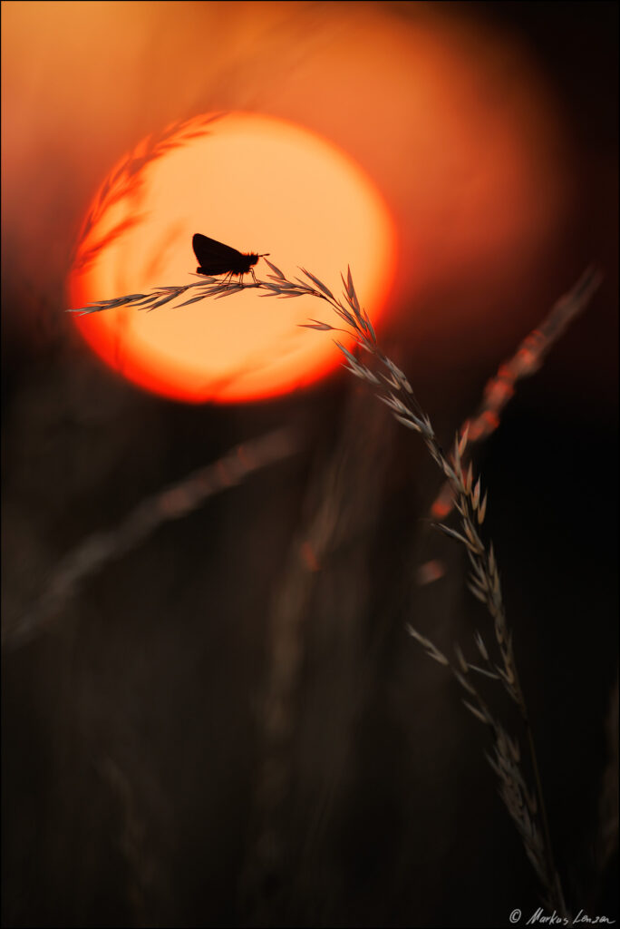 Dickkopffalter sitzt auf einen Trockengras während genau im Hintergrund die Sonne untergeht