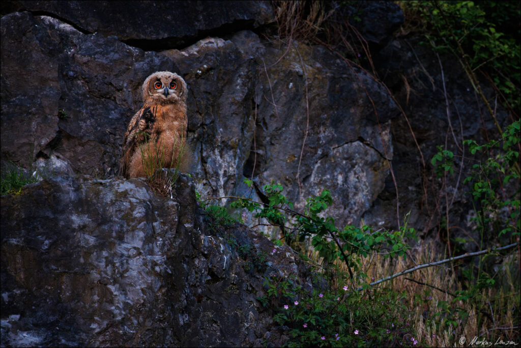 Uhu Jungtier sitzt auf einem Felsvorsprung in der Felswand.
