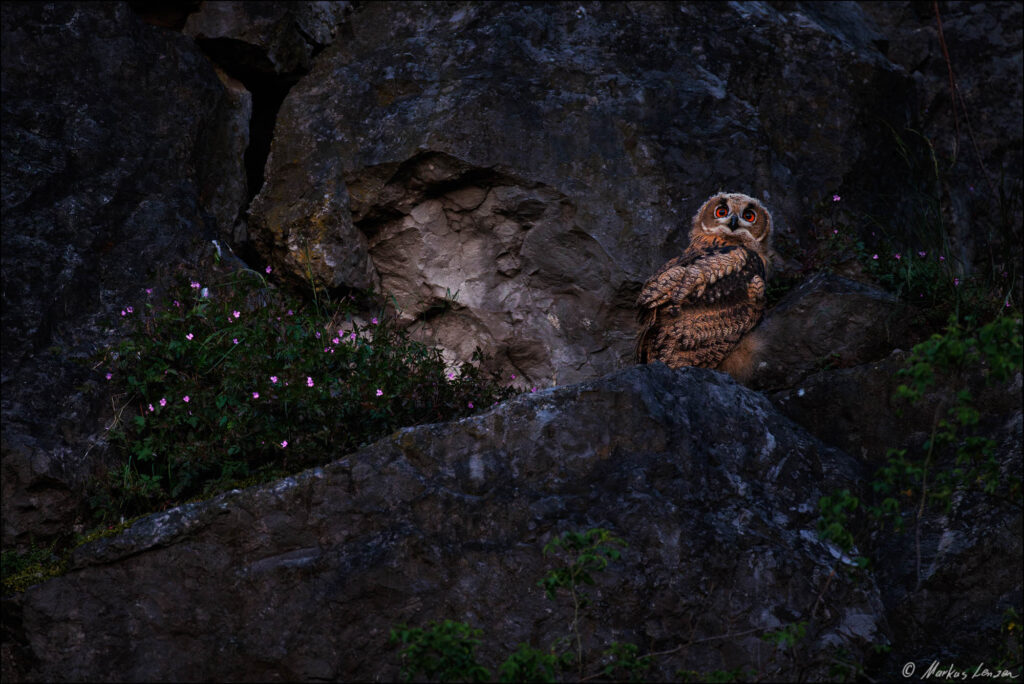 Uhu Nachwuchs sitz in der Felswand