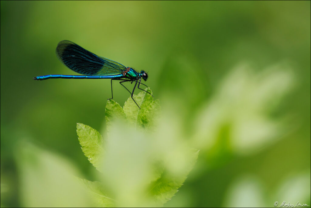 Gebänderte Prachtlibelle sitzt auf einem Blatt