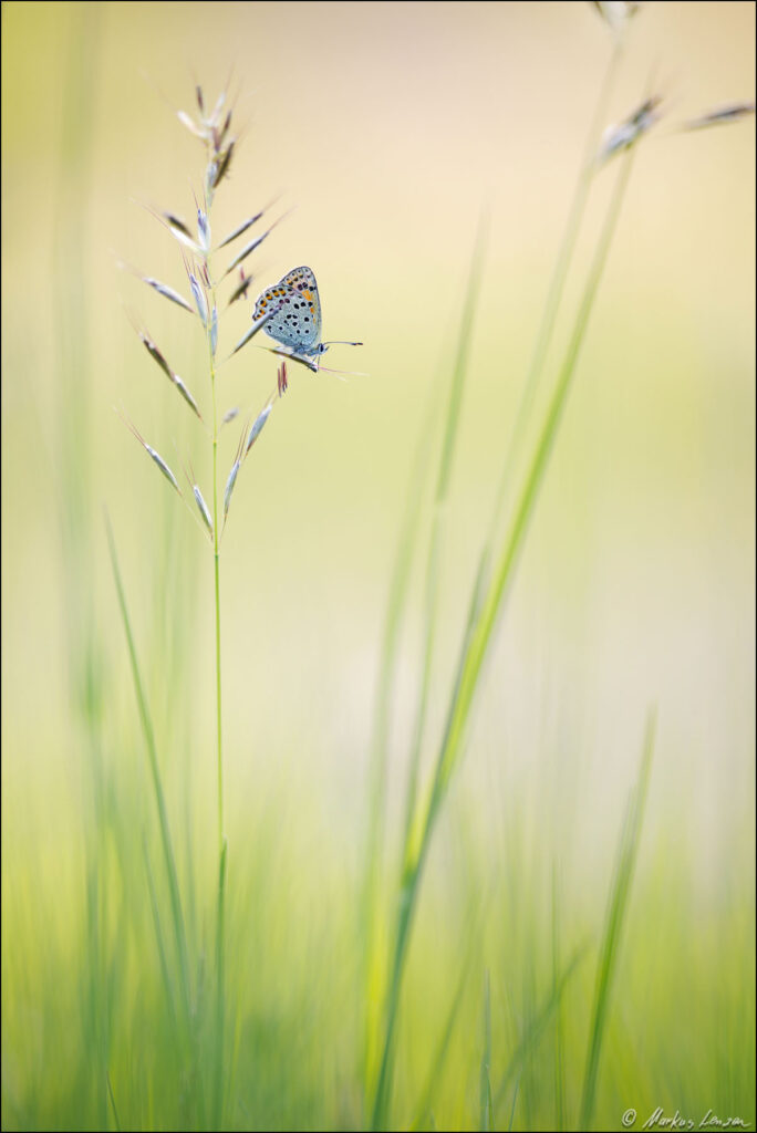 Brauner Feuerfalter sitzt auf einem Grashalm in der grünen Frühlingswiese