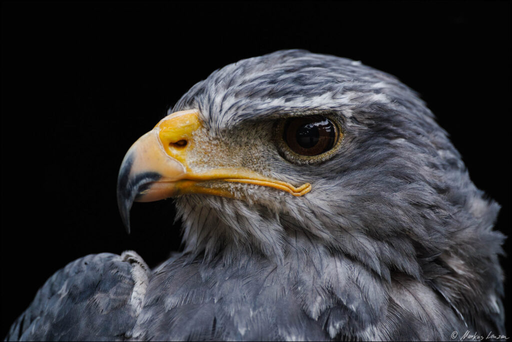 Andenbussard, auch Kordillerenadler genannt, im Porträt vor dunklem Hintergrund