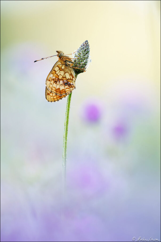 Mädesüß-Perlmuttfalter sitzt am Spitzwegerich im weichen Morgenlicht