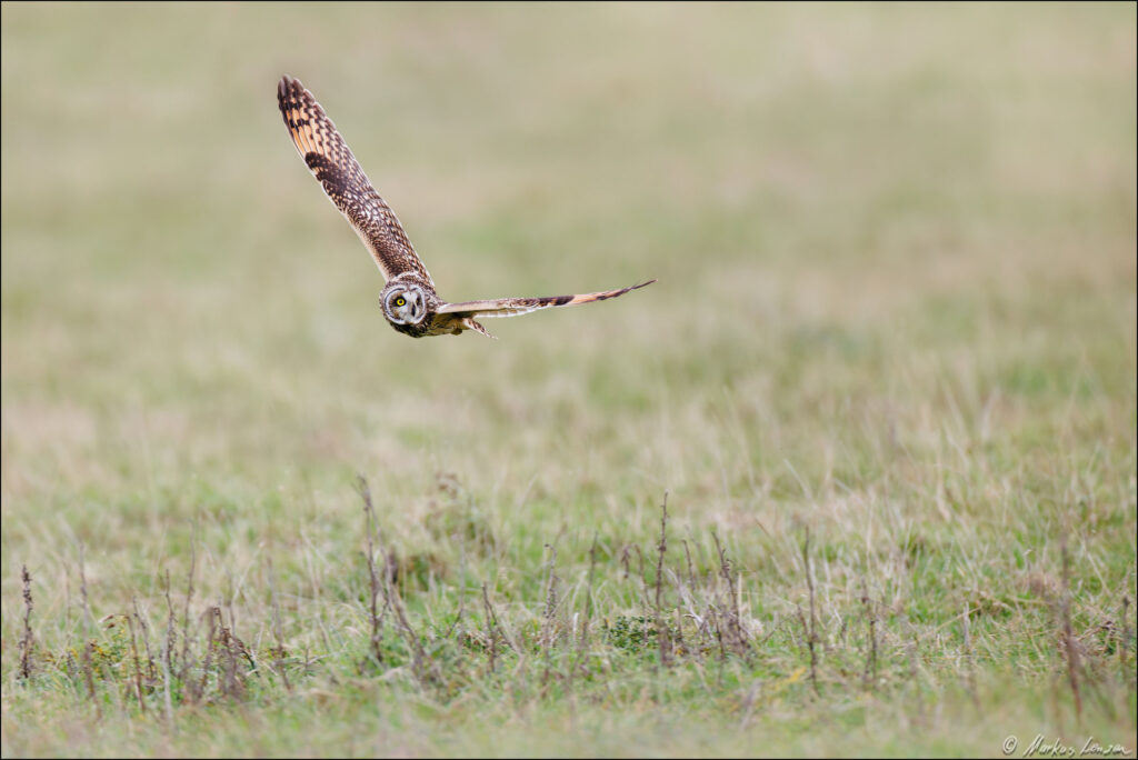 Sumpfohreule fliegt während des Jagdflugs knapp über eine Weidefläche