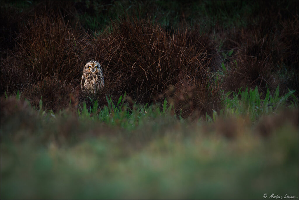 Sumpfohreule sitzt vom ersten Morgenlicht angestrahlt in der Wiese