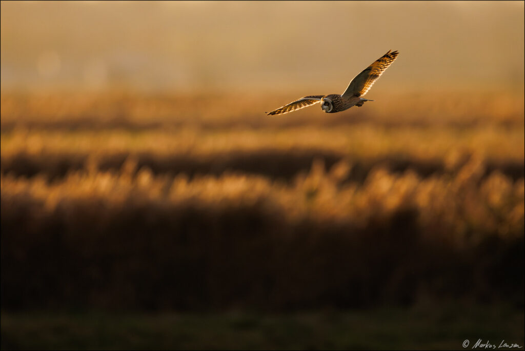 Sumpfohreule im Flug bei warmen abendlichen Gegenlicht über die Schilflandschaft