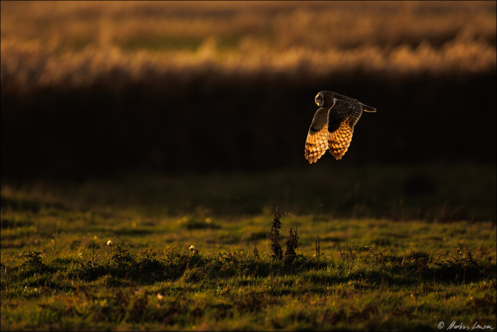 Sumpfohreule im Flug bei warmen abendlichen Gegenlicht was die Flügelig Flug wunderschön durchleuchtet