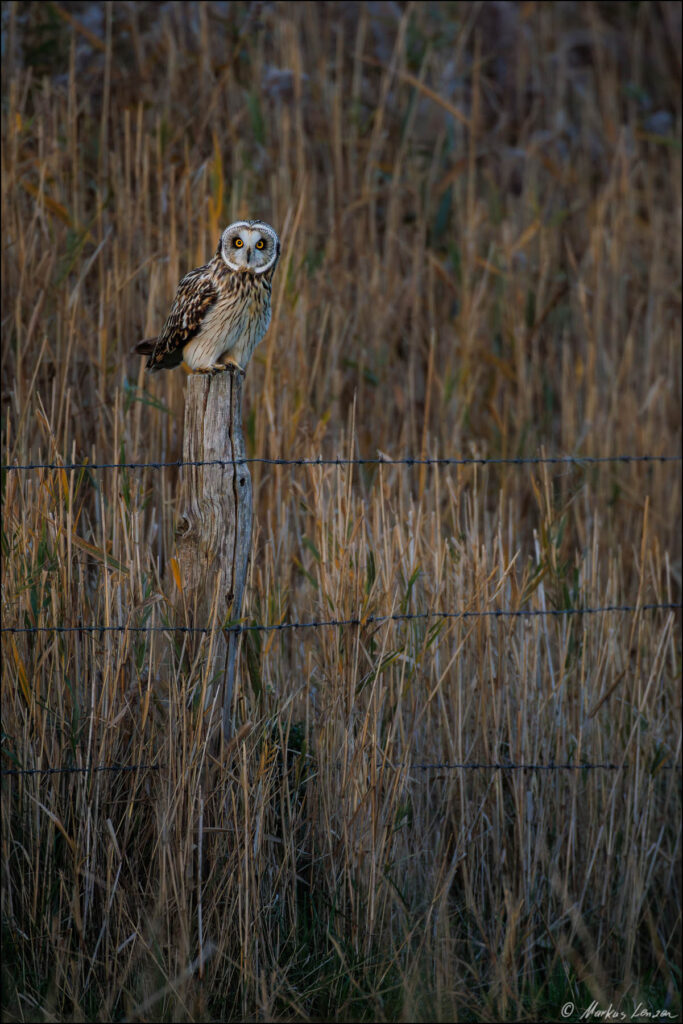 Sumpfohreule sitzt auf einem Weidepfahl und beobachtet die Umgebung.