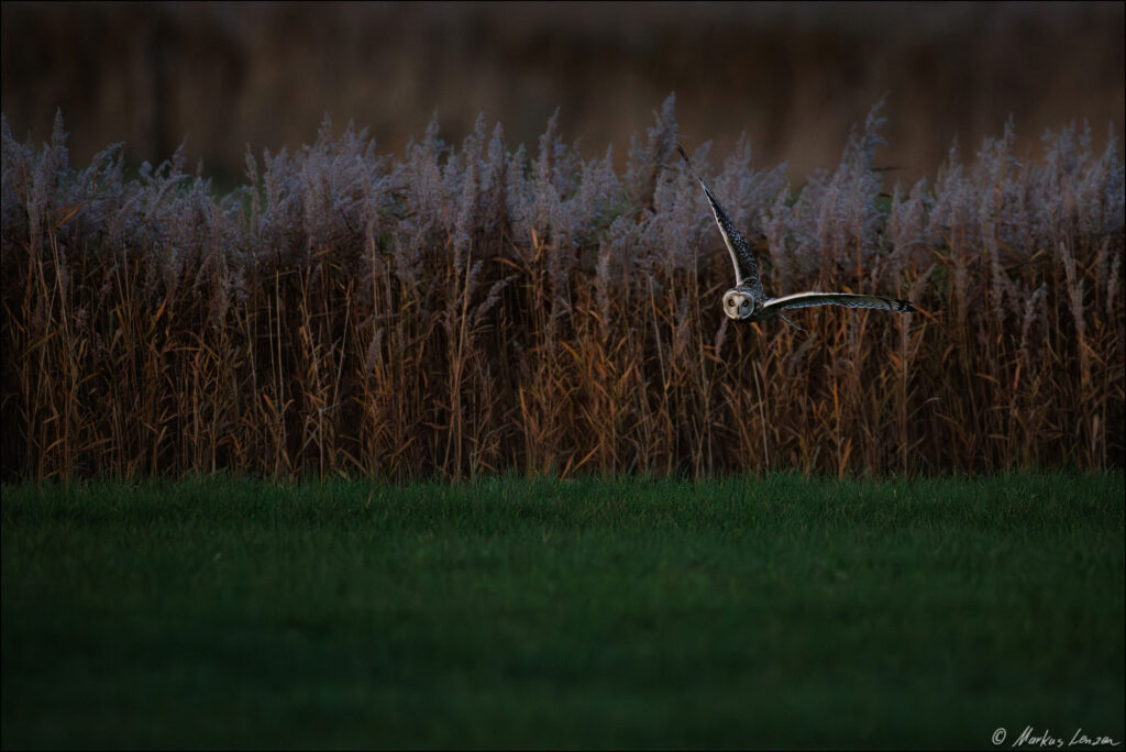 Sumpfohreule fliegt im sanften Abendlicht an einem Schilfgürtel entlang