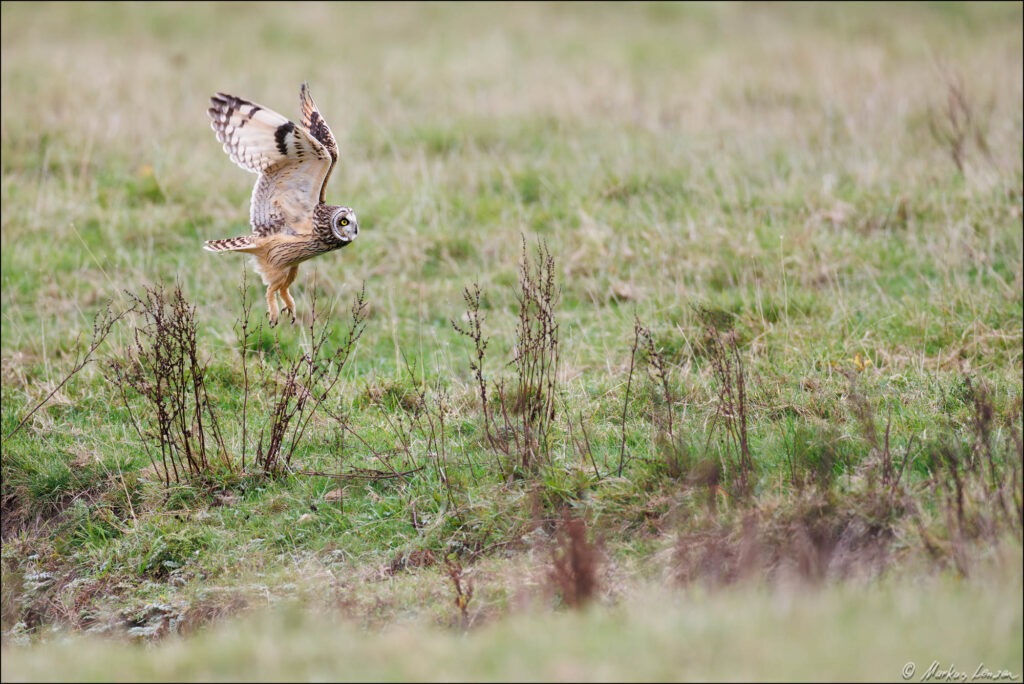 Sumpfohreule startet zur Jagdflug