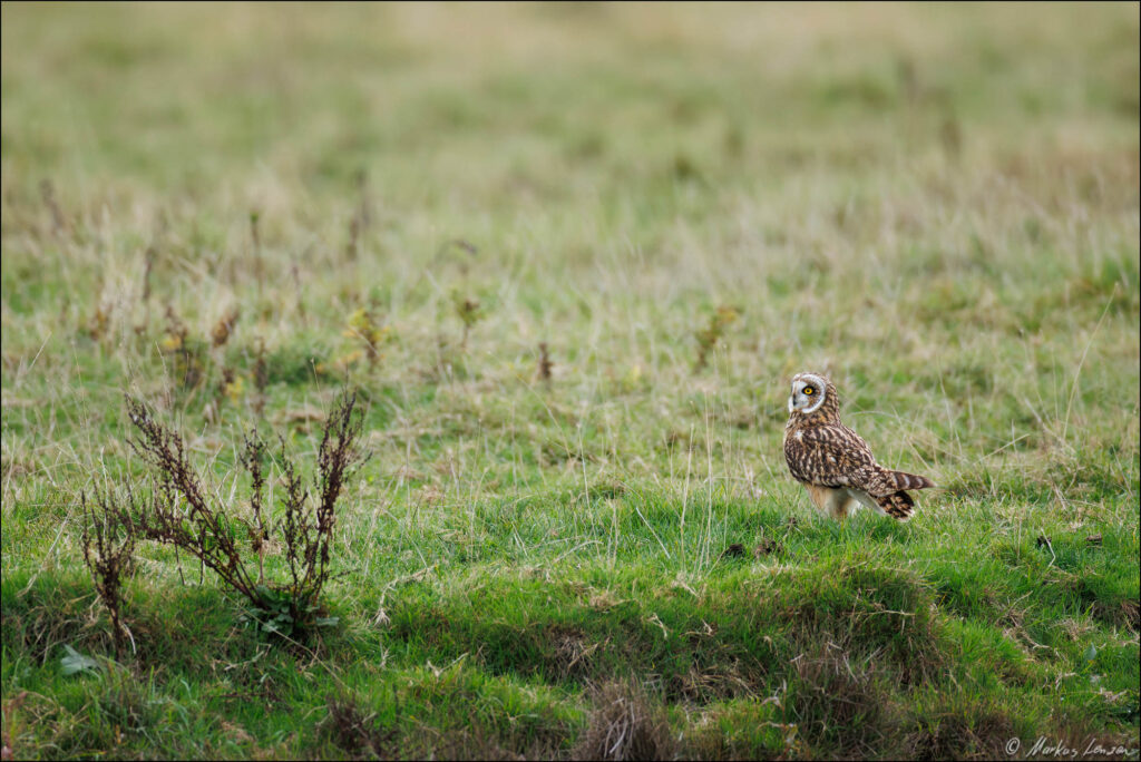 Sumpfohreule sitzt im Gras einer Weidefläche