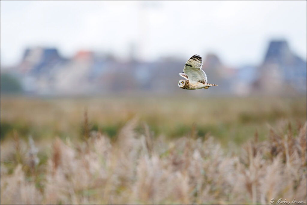 Sumpfohreule fliegt vor den Hotels von Blankenberge entlang