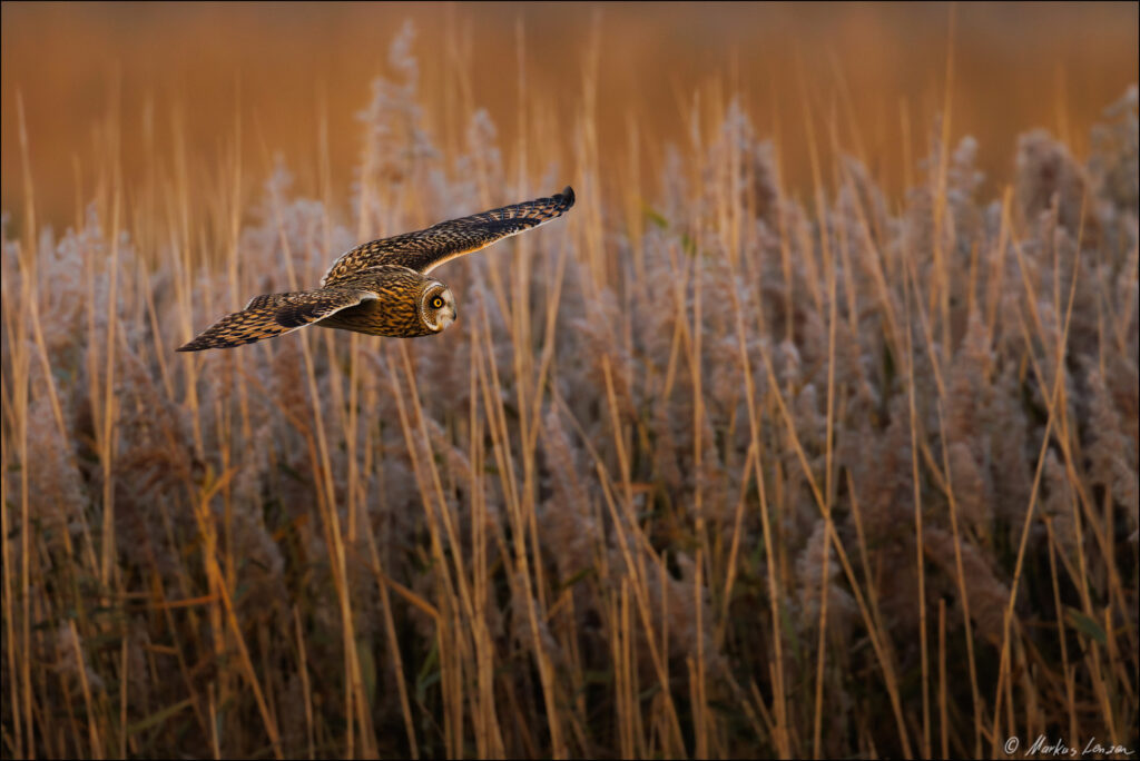 Sumpfohreule fliegt im schönsten Abendlicht direkt an einem Schilfgürtel entlang.