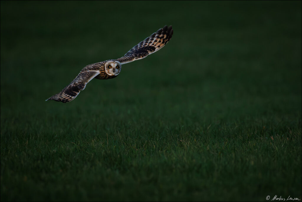Sumpfohreule fliegt vom letzten zarten Licht angestrahlt über die Kuhweide