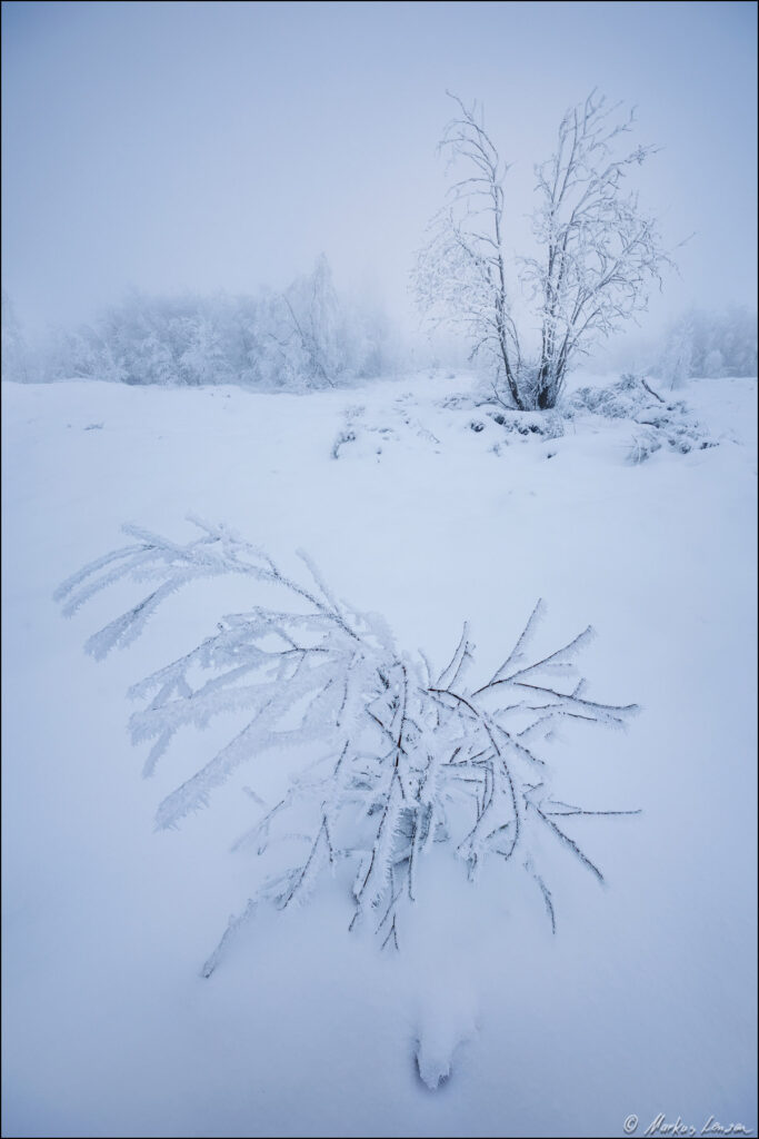 Mit Eiskristallen überzogene Sträucher im Vordergrund, sowie wie tiefer Schnee im Hohen Venn bei Baraque Michel