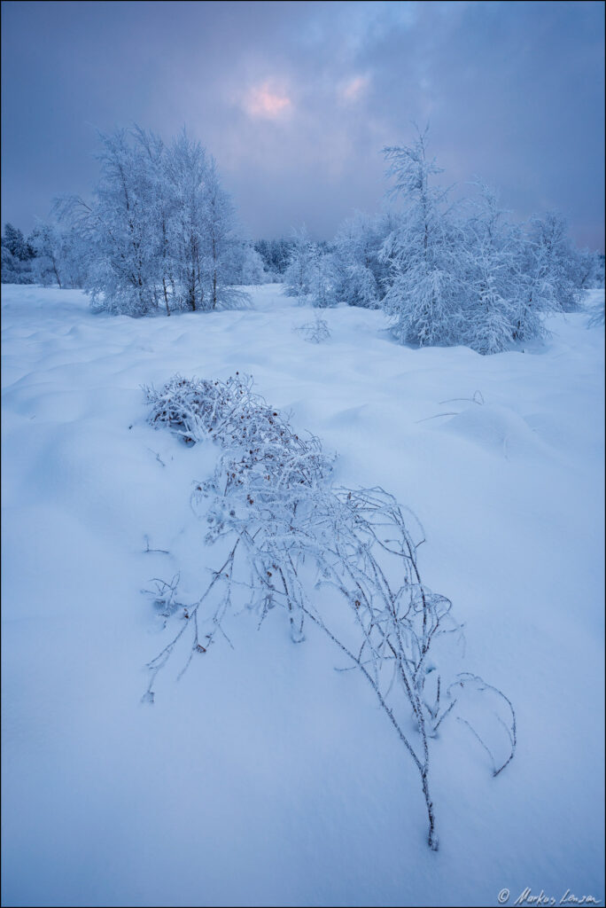 Eine geschlossene hohe Schneedecke und vereiste Bäume im Hohen Venn bei Baraque Michel und tief hängende Wolken
