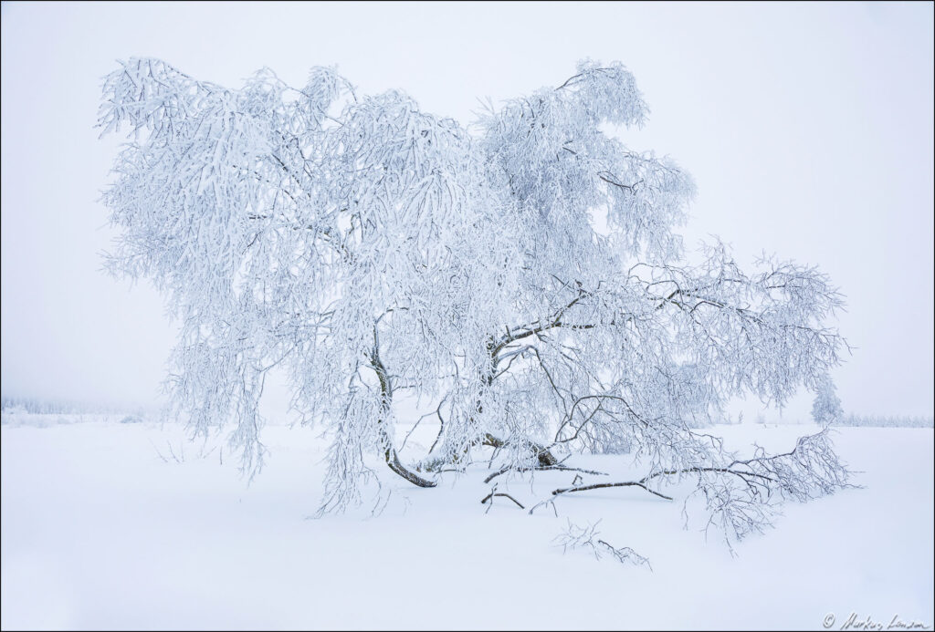 Einsamer Baum mit schneebedeckten Ästen in einer tief winterlichen Landschaft.