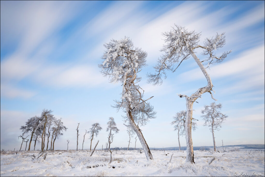 Verschneite Krummbäume und Geisterbäume am Noir Flohay im Hohen Venn unter dynamischem Langzeitbelichtungs-Wolkenhimmel.