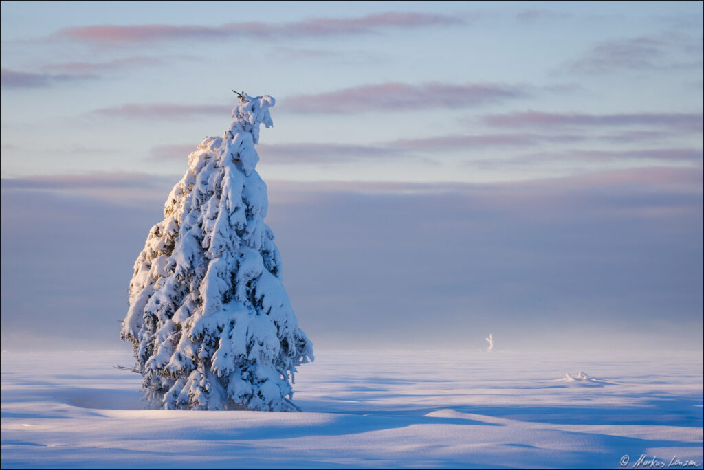 Ein einsamer, schneebedeckter Baum steht im Hohen Venn, umgeben von einer weiten, unberührten Schneelandschaft mit leichtem Bodennebel. Das Abendlicht taucht die Szene in zarte Pastellfarben, während die Wolken am Himmel eine ruhige Atmosphäre schaffen.