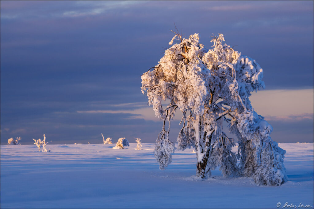 Ein schneebedeckter Baum im Hohen Venn steht majestätisch in einer winterlichen Landschaft. Die sanften, weißen Schneeschichten umhüllen die Äste, während das Licht der tiefstehenden Sonne eine warme, goldene Aura erzeugt.
