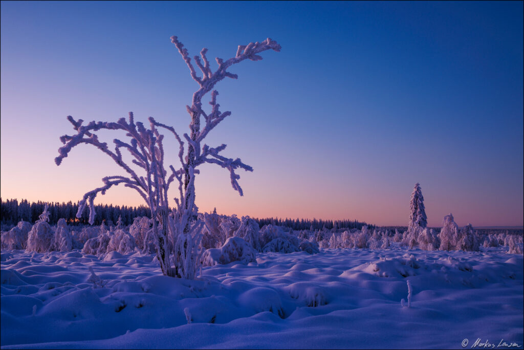 Frostiger Morgen im Hohen Venn: Verschneiter, mit Dickschnee bedeckter Struch vor tief verschneiter Moorlandschaft in der rosa-blauen Morgendämmerung.