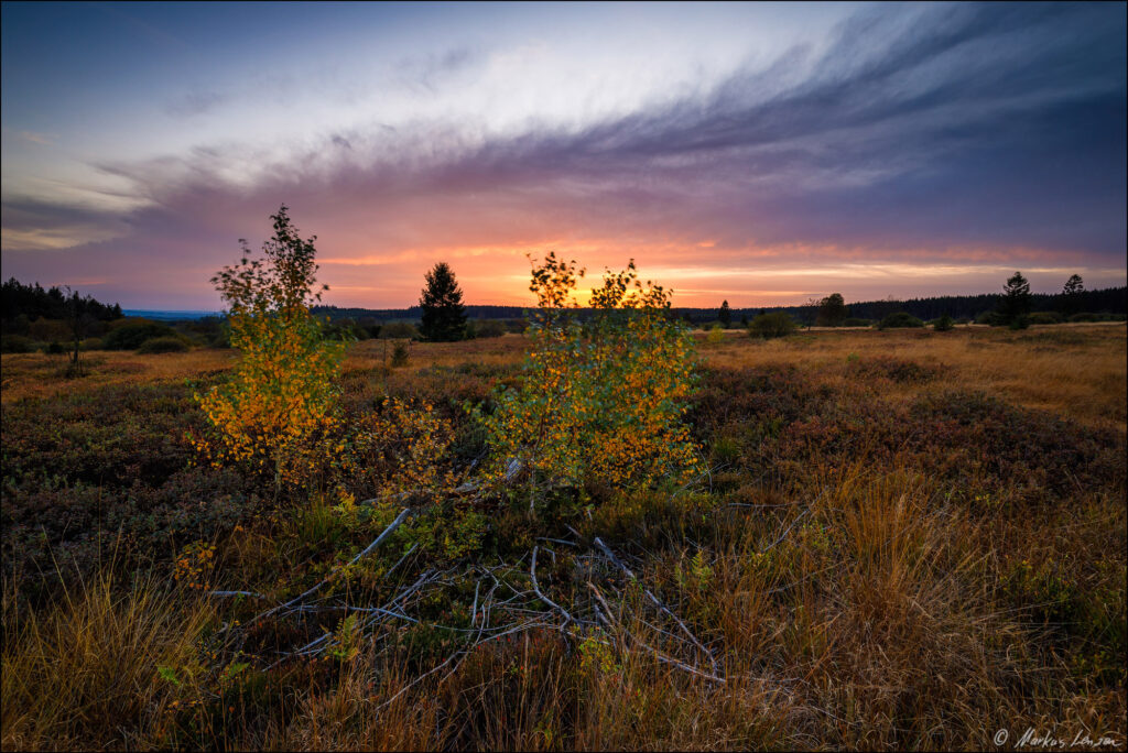 Herbstliche Moorlandschaft bei Sonnenuntergang mit leuchtend gelben Birken, Erika-Büschen und einem farbenprächtigen Himmel.