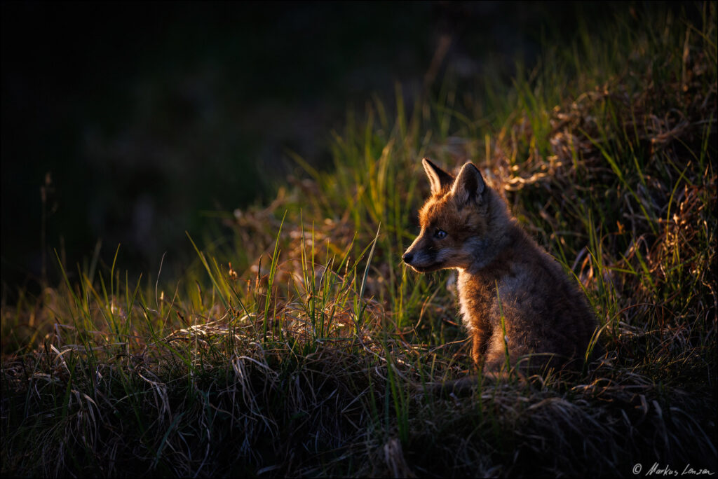 Ein neugieriger Fuchswelpe sitzt im sanften Abendlicht auf einer Wiese. Umgeben von grünem Gras und zarten Pflanzen strahlt er Verspieltheit und Unschuld aus.