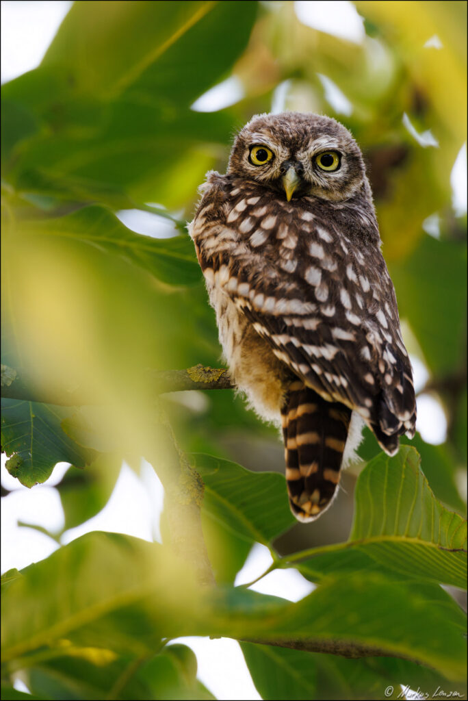 Ein Steinkauz-Ästling sitzt auf einem Ast, umgeben von grünen Blättern. Der junge Vogel hat ein geflecktes, braunes Gefieder und große, ausdrucksvolle gelbe Augen.