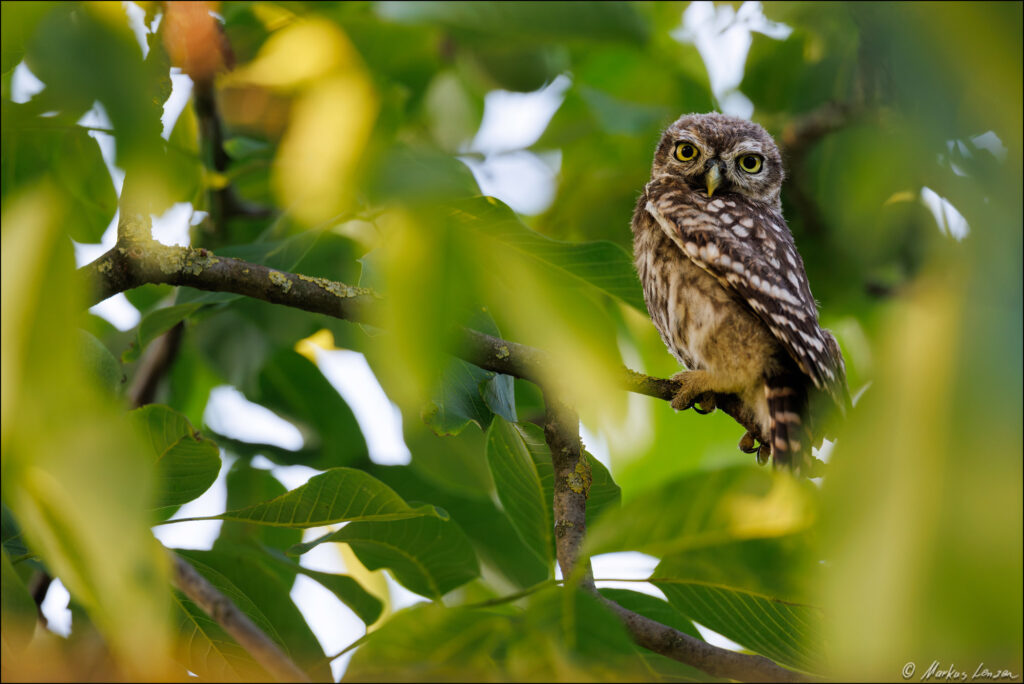 Ein Steinkauz-Ästling sitzt auf einem Ast, umgeben von grünen Blättern. Der junge Vogel hat ein geflecktes, braunes Gefieder und große, ausdrucksvolle gelbe Augen.