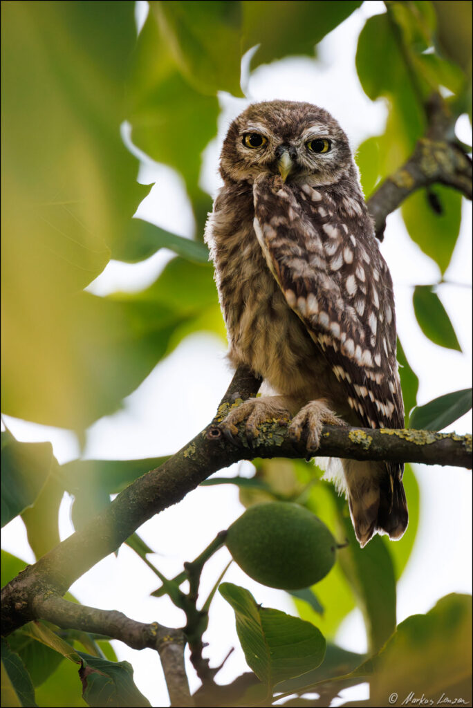 Ein Steinkauz-Ästling sitzt auf einem Ast, umgeben von grünen Blättern. Der junge Vogel hat ein geflecktes Gefieder in Brauntönen und große, ausdrucksvolle Augen, die neugierig in die Kamera blicken. Der Ast ist von Moos bedeckt, und im Hintergrund sind unscharfe Blätter zu sehen.