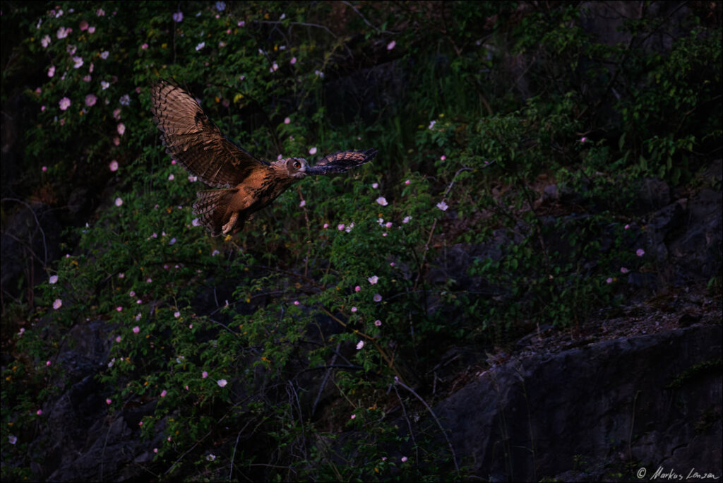 Ein Junguhu im Flug, die einen kleinen Fang in ihren Krallen hält. Umgeben von üppigem Grün und zarten Blüten, vermittelt die Szene eine geheimnisvolle und natürliche Atmosphäre.