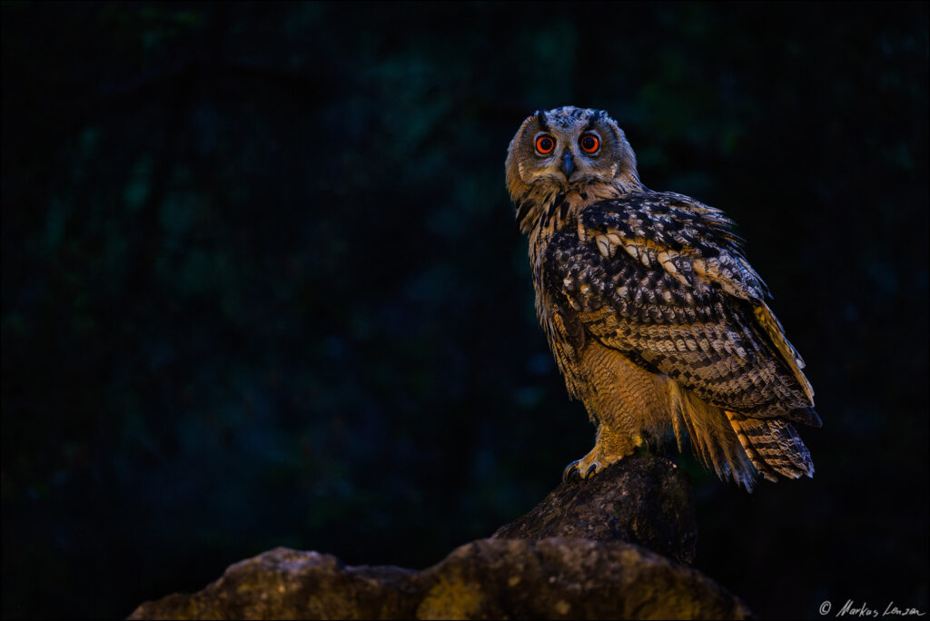 Majestätischer junger Uhu sitzt auf einem Felsen in der Dämmerung, mit leuchtend roten Augen, die eine geheimnisvolle Atmosphäre schaffen.