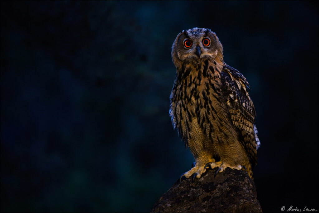 Eine majestätische junger Uhu sitzt auf einem Felsen in der Dämmerung, ihre leuchtend roten Augen strahlen in der Dunkelheit.