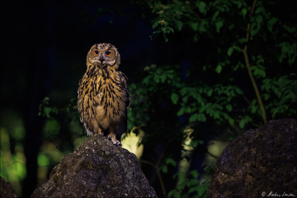 Ein junger Uhu sitzt auf einem Felsen, umgeben von sanften Schatten und grünen Blättern. Ihre leuchtend orangefarbenen Augen strahlen in der Dämmerung und verleihen der Szene eine geheimnisvolle Atmosphäre.