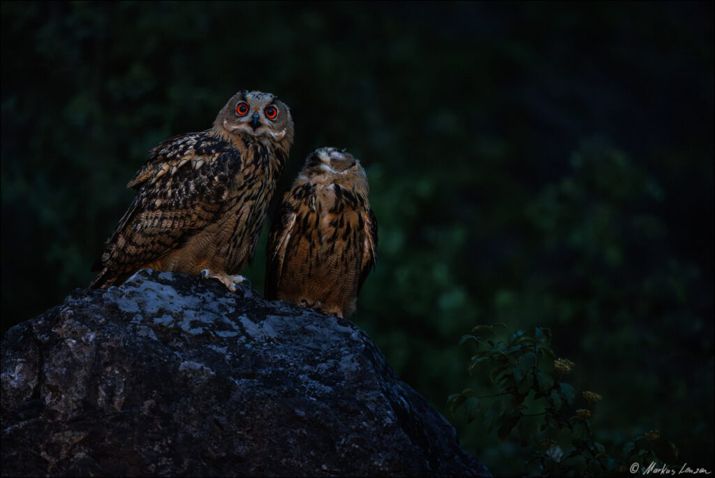 Zwei junge majestätische Eulen sitzen auf einem Felsen in der Dämmerung. Ihre leuchtend roten Augen stechen hervor und verleihen der Szene eine mystische Atmosphäre.