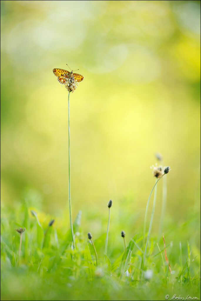 Braunfleckiger Perlmuttfalter sitzt auf einer Wegerich-Blüte in einer grünen Sommerwiese.