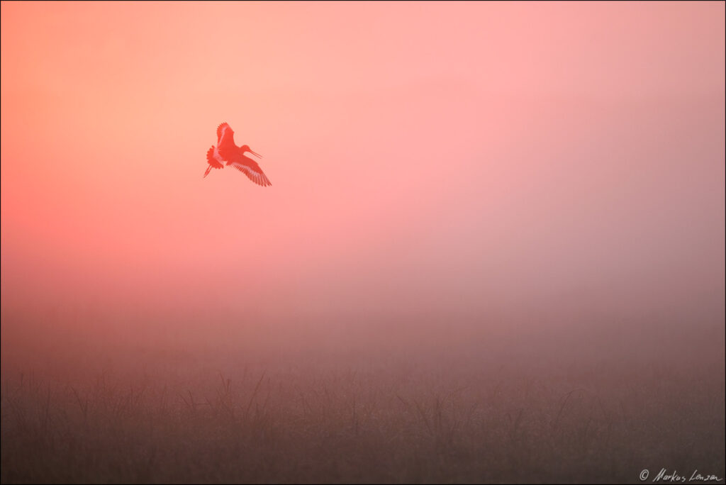 Fliegende Uferschnepfe als Silhouette im rötlichen Morgengrauen über einer nebligen Wiese.