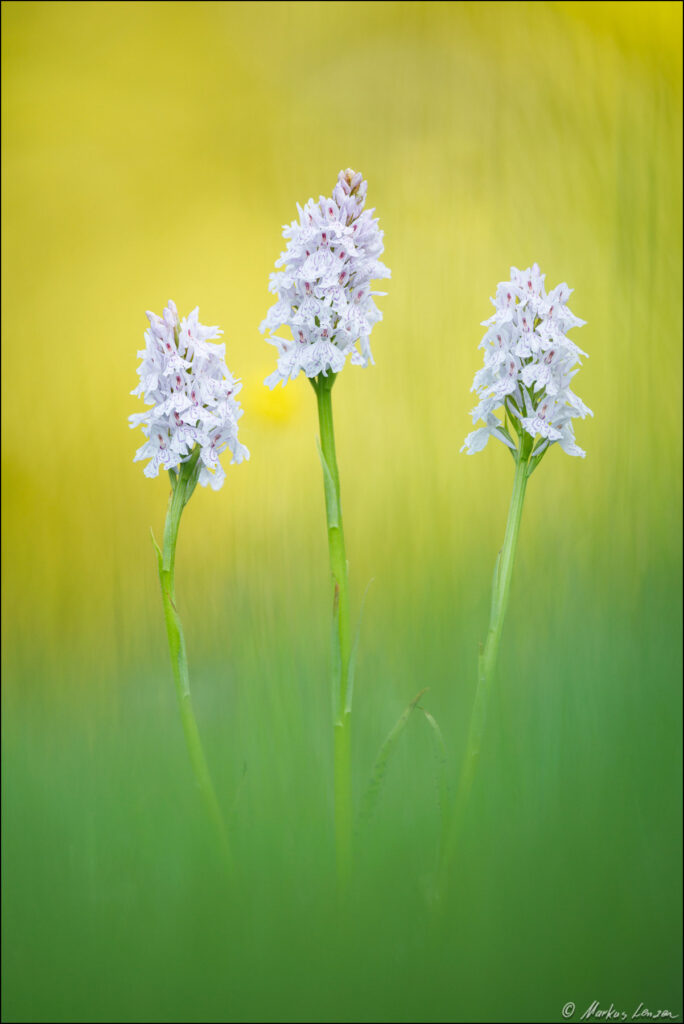 Drei Gefleckte Knabenkraut-Orchideen blühen vor einem weich gezeichneten gelb-grünen Hintergrund.