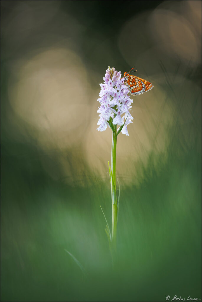 Goldener Scheckenfalter, auch Skabiosen-Scheckenfalter genannt, sitzt auf der Gefleckten Knabenkraut Orchidee vor weichem Hintergrund.