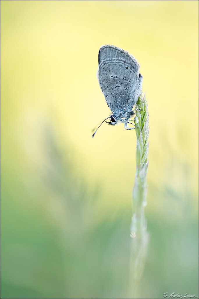 Ein Zwerg-Bläuling (Schmetterling) mit Tautropfen sitzt auf einer Graspflanze vor gelb-grünem Hintergrund.