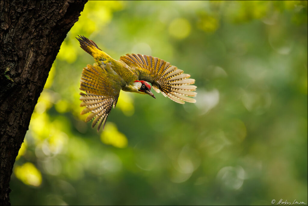 Grünspecht im Abflug breitet seine Flügel vor einem Baumstamm im Wald weit aus.