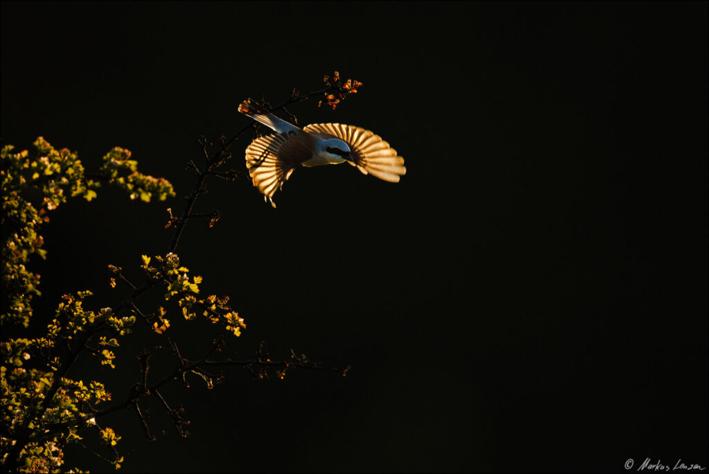 Ein Neuntöter im Flug bei Gegenlicht, der von einem dornigen Busch abhebt vor dunklem Hintergrund.