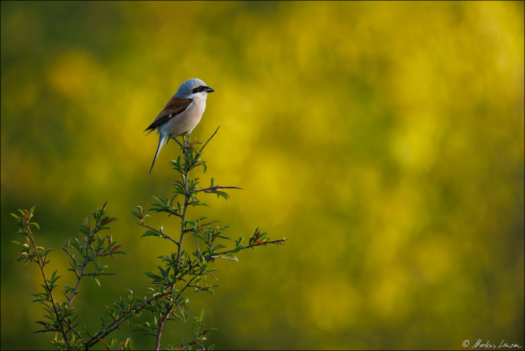 Männlicher Neuntöter (Vogel) sitzt auf der Spitze eines dornigen Busches vor verschwommenem, gelb-grünem Hintergrund.