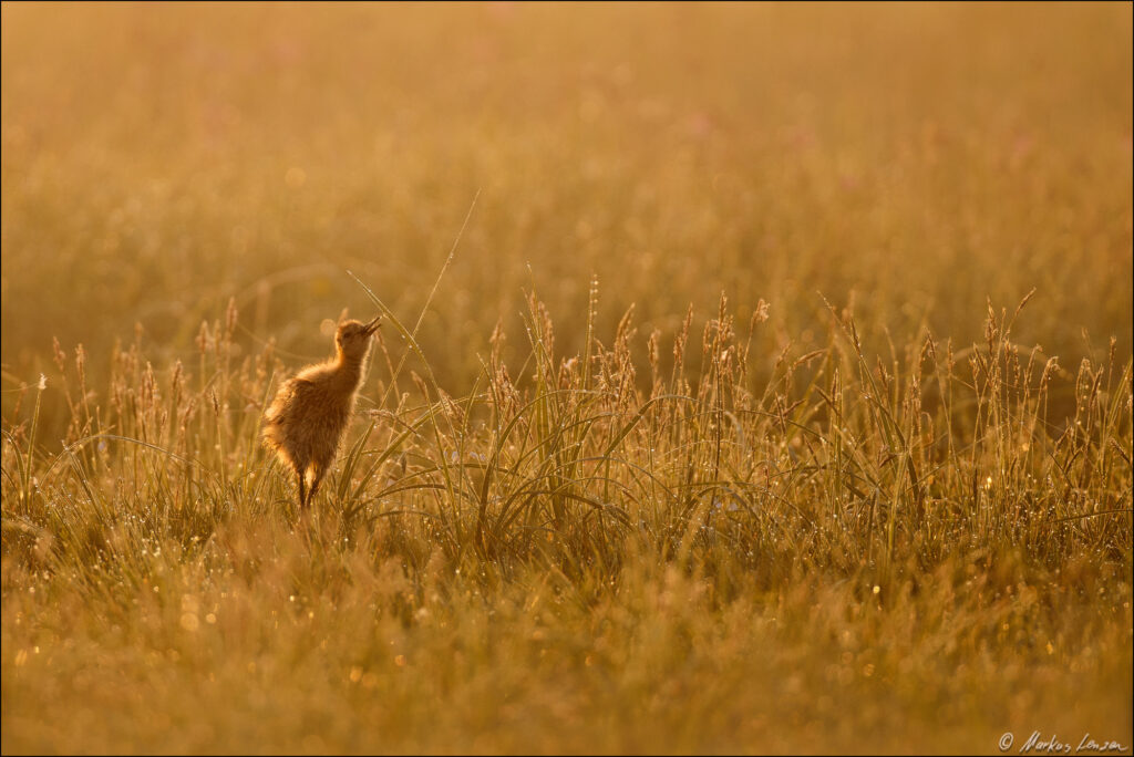 Uferschnepfen-Küken reckt den Schnabel nach oben im goldenen Morgenlicht einer Wiese.