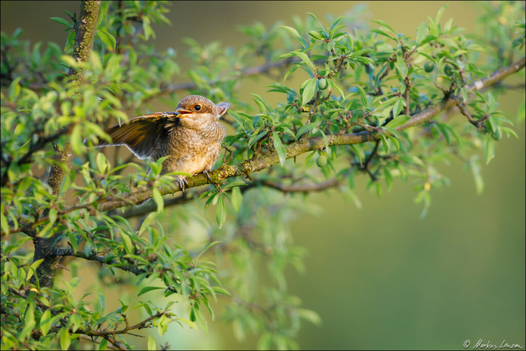 Bettelnder Neuntöter-Jungvogel mit geöffneten Flügeln auf einem Schlehenbusch mit weichem grünen Hintergrund.