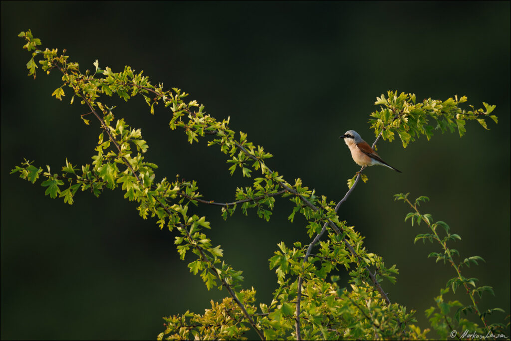 Neuntöter-Männchen im Profil auf einem grünen Strauch vor dunklem Hintergrund im sanften Abendlicht.
