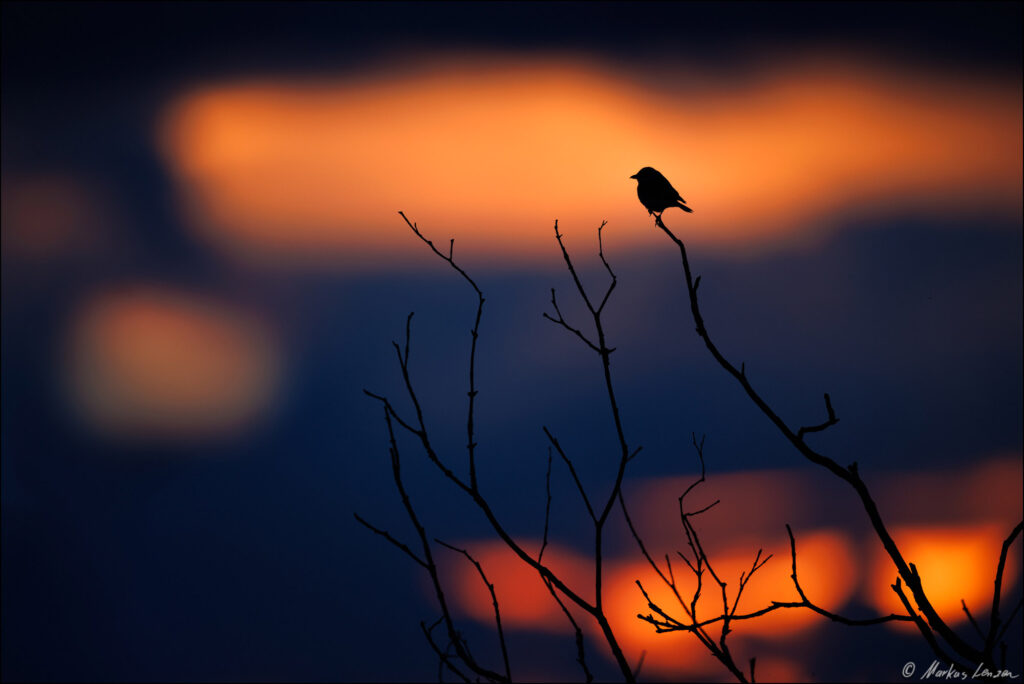 Neuntöter (Lanius collurio) als Silhouette auf einem kahlen Ast vor dramatischem Sonnenuntergang in Orange und Blau.
