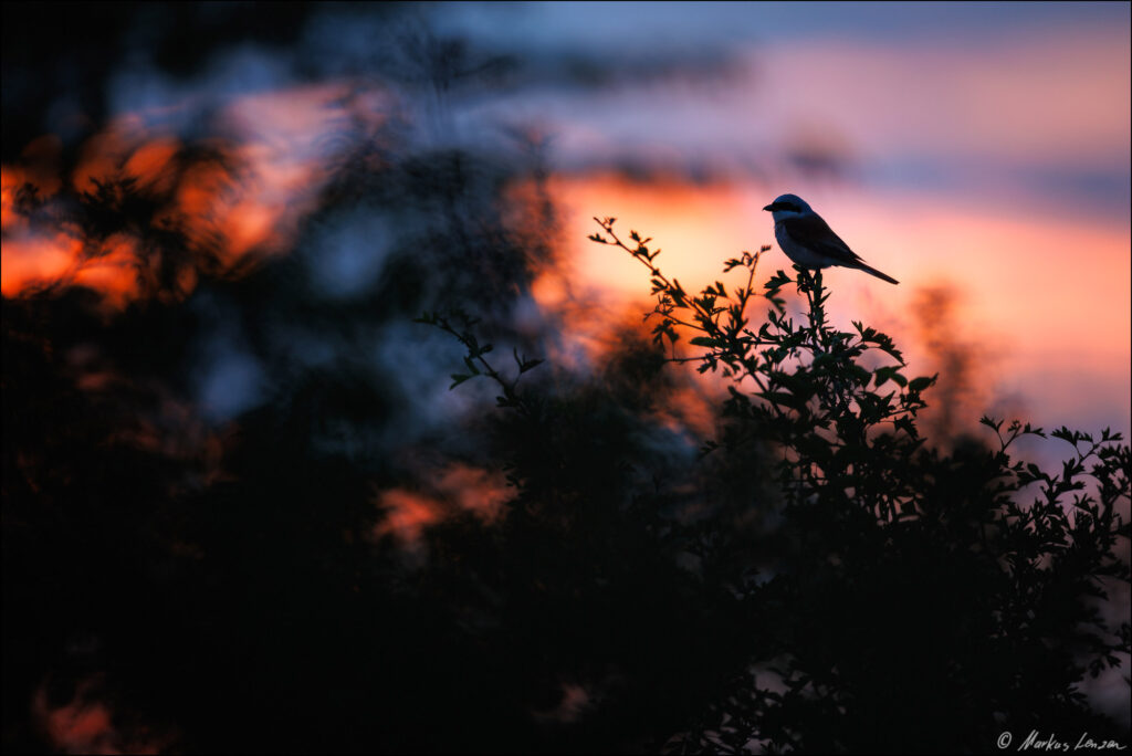 Männlicher Neuntöter (Lanius collurio) als Silhouette auf einem Ast vor dramatischem Sonnenuntergang.